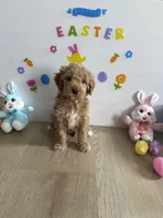 Delilah, a female Miniature Goldendoodle for sale in South Bend, IN – Photo 7 of 9