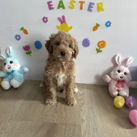 Delilah, a female Poodle - Miniature  and Miniature Goldendoodle for sale in South Bend, IN – Photo 3 of 9