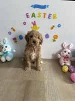 Delilah, a female Miniature Goldendoodle for sale in South Bend, IN – Photo 3 of 9