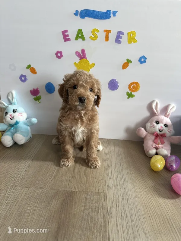 Delilah, a female Miniature Goldendoodle for sale in South Bend, IN – Photo 1 of 9