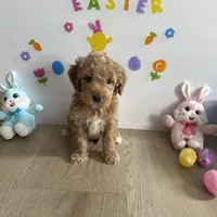 Delilah, a female Poodle - Miniature  and Miniature Goldendoodle for sale in South Bend, IN – Photo 5 of 9