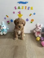Delilah, a female Miniature Goldendoodle for sale in South Bend, IN – Photo 5 of 9