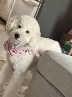 Delilah, a female Miniature Goldendoodle for sale in South Bend, IN – Photo 8 of 9