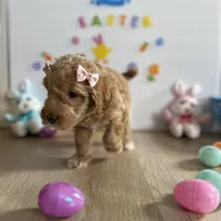 Delilah, a female Poodle - Miniature  and Miniature Goldendoodle for sale in South Bend, IN – Photo 2 of 9