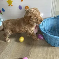 Delilah, a female Poodle - Miniature  and Miniature Goldendoodle for sale in South Bend, IN – Photo 6 of 9