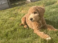 Milo, a male Miniature Goldendoodle for sale in South Bend, IN – 3 of 3