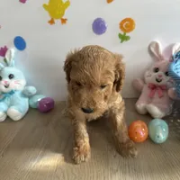 Lilly, a female Poodle - Miniature  and Miniature Goldendoodle for sale in South Bend, IN – Photo 7 of 10