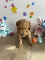 Lilly, a female Miniature Goldendoodle for sale in South Bend, IN – Photo 7 of 10