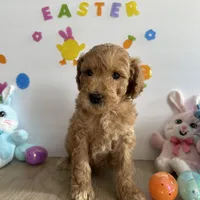 Lilly, a female Poodle - Miniature  and Miniature Goldendoodle for sale in South Bend, IN – Photo 6 of 10