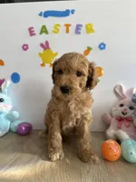 Lilly, a female Miniature Goldendoodle for sale in South Bend, IN – Photo 6 of 10