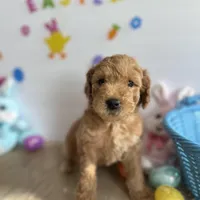 Lilly, a female Poodle - Miniature  and Miniature Goldendoodle for sale in South Bend, IN – Photo 2 of 10