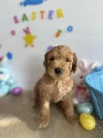 Lilly, a female Miniature Goldendoodle for sale in South Bend, IN – Photo 2 of 10