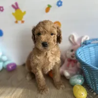 Lilly, a female Poodle - Miniature  and Miniature Goldendoodle for sale in South Bend, IN – Photo 1 of 10
