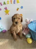 Lilly, a female Miniature Goldendoodle for sale in South Bend, IN – Photo 1 of 10