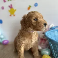Lilly, a female Poodle - Miniature  and Miniature Goldendoodle for sale in South Bend, IN – Photo 3 of 10