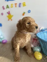 Lilly, a female Miniature Goldendoodle for sale in South Bend, IN – Photo 3 of 10