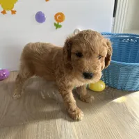 Lilly, a female Poodle - Miniature  and Miniature Goldendoodle for sale in South Bend, IN – Photo 8 of 10