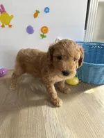 Lilly, a female Miniature Goldendoodle for sale in South Bend, IN – Photo 8 of 10