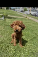 Lilly, a female Miniature Goldendoodle for sale in South Bend, IN – Photo 10 of 10