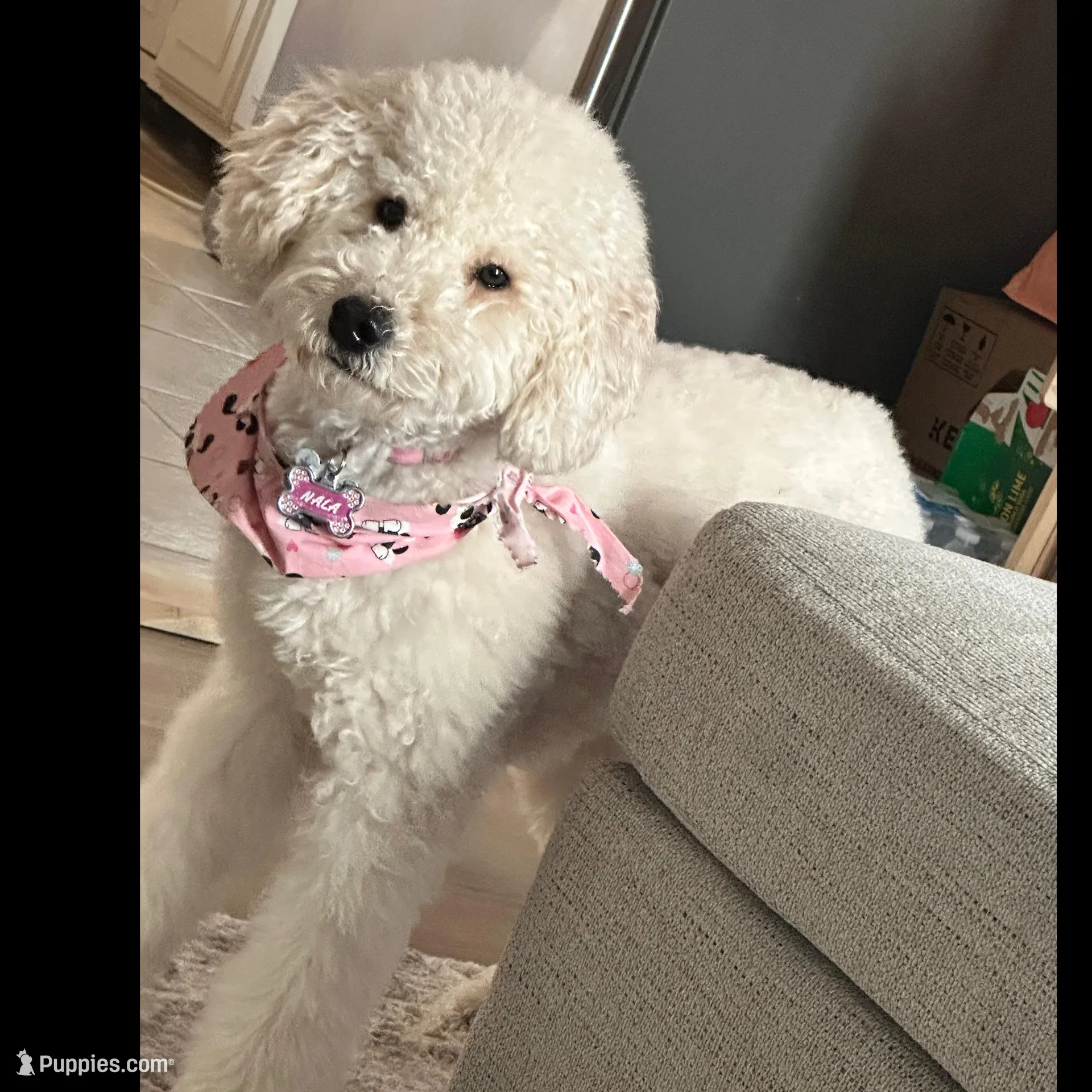 Lilly, a female Miniature Goldendoodle for sale in South Bend, IN – Photo 9 of 10