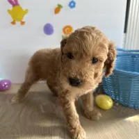 Lilly, a female Poodle - Miniature  and Miniature Goldendoodle for sale in South Bend, IN – Photo 5 of 10