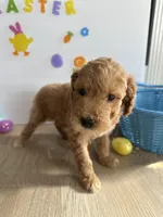 Lilly, a female Miniature Goldendoodle for sale in South Bend, IN – Photo 5 of 10