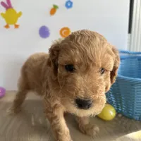 Lilly, a female Poodle - Miniature  and Miniature Goldendoodle for sale in South Bend, IN – Photo 4 of 10