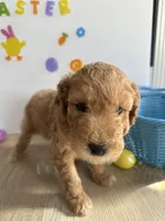 Lilly, a female Miniature Goldendoodle for sale in South Bend, IN – Photo 4 of 10
