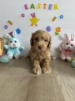 Honey, a female Miniature Goldendoodle for sale in South Bend, IN – Photo 1 of 10