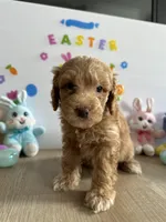 Honey, a female Miniature Goldendoodle for sale in South Bend, IN – Photo 6 of 10