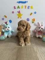 Honey, a female Miniature Goldendoodle for sale in South Bend, IN – Photo 3 of 10