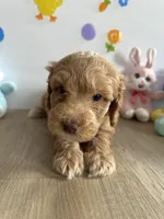 Honey, a female Miniature Goldendoodle for sale in South Bend, IN – Photo 4 of 10