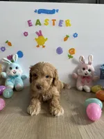 Honey, a female Miniature Goldendoodle for sale in South Bend, IN – Photo 7 of 10