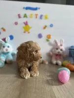 Honey, a female Miniature Goldendoodle for sale in South Bend, IN – Photo 5 of 10