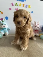 Honey, a female Miniature Goldendoodle for sale in South Bend, IN – Photo 2 of 10