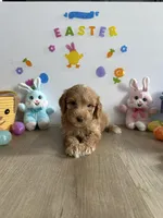 Honey, a female Miniature Goldendoodle for sale in South Bend, IN – Photo 8 of 10