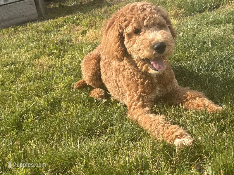 Milo – Miniature Goldendoodle puppy for sale in South Bend, IN