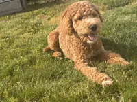 Milo, a male Miniature Goldendoodle for sale in South Bend, IN – 1 of 3