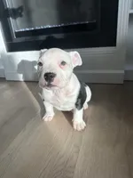 Roxy, a female American Bully for sale in South Bend, IN – Photo 4 of 7