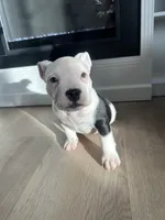 Roxy, a female American Bully for sale in South Bend, IN – Photo 1 of 7