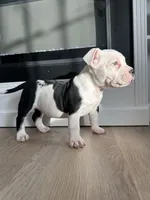 Roxy, a female American Bully for sale in South Bend, IN – Photo 2 of 7