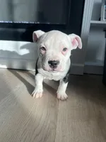 Roxy, a female American Bully for sale in South Bend, IN – Photo 3 of 7