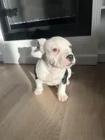 Roxy, a female American Bully for sale in South Bend, IN – Photo 7 of 7