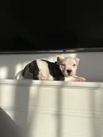 Roxy, a female American Bully for sale in South Bend, IN – Photo 5 of 7