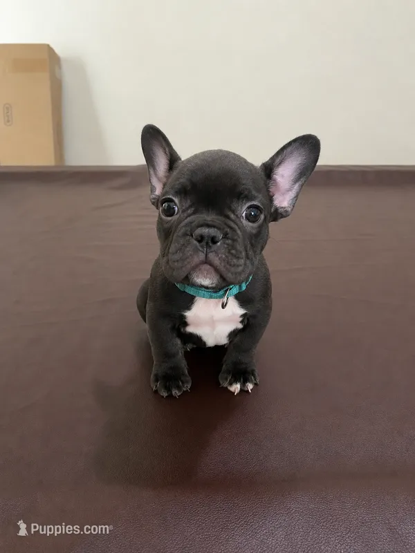 Milo  – French Bulldog puppy for sale in Pflugerville, TX