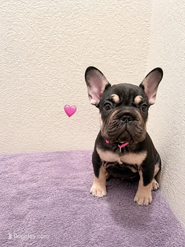 Bella  – French Bulldog puppy for sale in Pflugerville, TX
