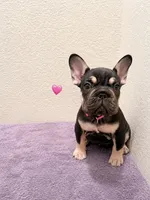Bella , a female French Bulldog for sale in Pflugerville, TX – 1 of 1