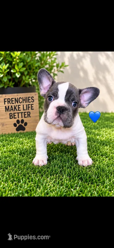 Bruno  – French Bulldog puppy for sale in Pflugerville, TX