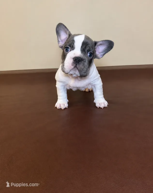 Bruno  – French Bulldog puppy for sale in Pflugerville, TX