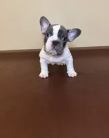 Bruno , a male French Bulldog for sale in Pflugerville, TX – 1 of 2